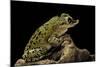 Triprion Spatulatus (Shovel-Nosed Treefrog)-Paul Starosta-Mounted Photographic Print