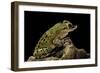 Triprion Spatulatus (Shovel-Nosed Treefrog)-Paul Starosta-Framed Photographic Print