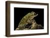 Triprion Spatulatus (Shovel-Nosed Treefrog)-Paul Starosta-Framed Photographic Print