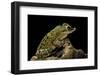 Triprion Spatulatus (Shovel-Nosed Treefrog)-Paul Starosta-Framed Photographic Print