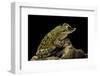 Triprion Spatulatus (Shovel-Nosed Treefrog)-Paul Starosta-Framed Photographic Print