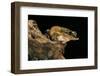 Triprion Spatulatus (Shovel-Nosed Treefrog)-Paul Starosta-Framed Photographic Print