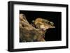 Triprion Spatulatus (Shovel-Nosed Treefrog)-Paul Starosta-Framed Photographic Print