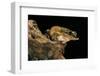 Triprion Spatulatus (Shovel-Nosed Treefrog)-Paul Starosta-Framed Photographic Print