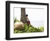 Trisara Resort, Phuket, Thailand, Southeast Asia-Angelo Cavalli-Framed Photographic Print