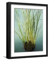 Trisara Resort, Phuket, Thailand, Southeast Asia-Angelo Cavalli-Framed Photographic Print