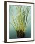 Trisara Resort, Phuket, Thailand, Southeast Asia-Angelo Cavalli-Framed Photographic Print