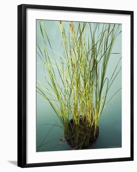 Trisara Resort, Phuket, Thailand, Southeast Asia-Angelo Cavalli-Framed Photographic Print