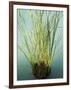 Trisara Resort, Phuket, Thailand, Southeast Asia-Angelo Cavalli-Framed Photographic Print