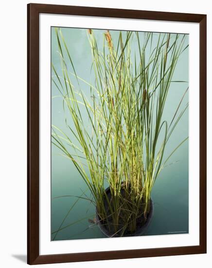 Trisara Resort, Phuket, Thailand, Southeast Asia-Angelo Cavalli-Framed Photographic Print