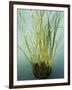 Trisara Resort, Phuket, Thailand, Southeast Asia-Angelo Cavalli-Framed Photographic Print