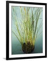 Trisara Resort, Phuket, Thailand, Southeast Asia-Angelo Cavalli-Framed Photographic Print