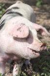 USA, Tennessee. Happy pig.-Trish Drury-Photographic Print