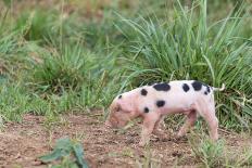 USA, Tennessee. Happy pig.-Trish Drury-Photographic Print