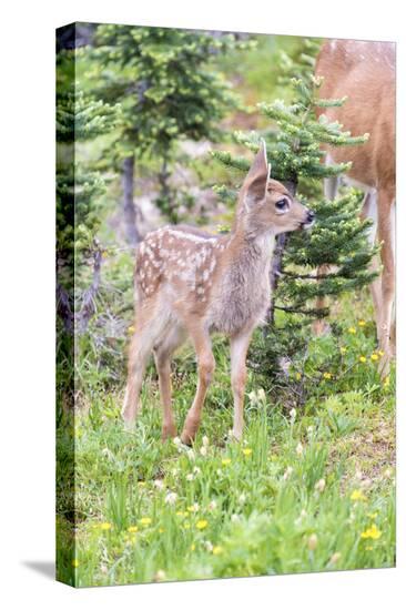Stretched Canvas Print, , large