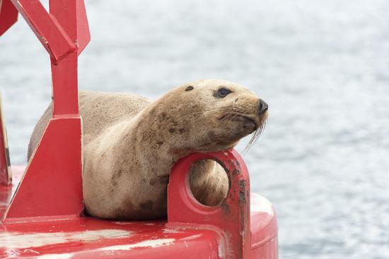 Photographic Print, , large