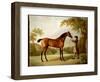 Tristram Shandy, a Bay Racehorse Held by a Groom in an Extensive Landscape, C.1760-George Stubbs-Framed Giclee Print