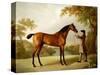 Tristram Shandy, a Bay Racehorse Held by a Groom in an Extensive Landscape, circa 1760-George Stubbs-Stretched Canvas