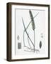 Triticum Eu-Repens Common Couch-Grass-null-Framed Giclee Print