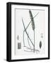 Triticum Eu-Repens Common Couch-Grass-null-Framed Giclee Print