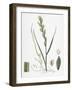 Triticum Junceum Sand Couch-Grass-null-Framed Giclee Print