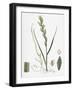 Triticum Junceum Sand Couch-Grass-null-Framed Giclee Print