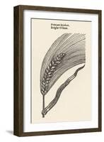 Triticum Lucidum Bright Wheat-John Gerard-Framed Art Print