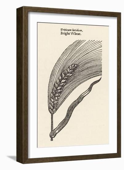 Triticum Lucidum Bright Wheat-John Gerard-Framed Art Print