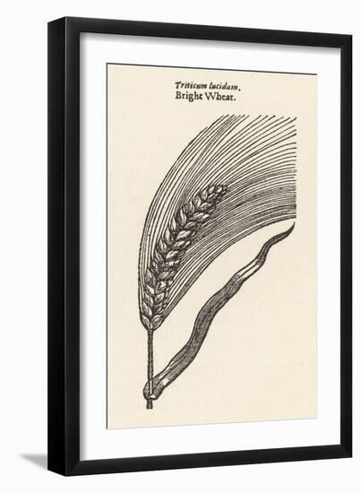 Triticum Lucidum Bright Wheat-John Gerard-Framed Art Print