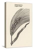Triticum Lucidum Bright Wheat-John Gerard-Stretched Canvas