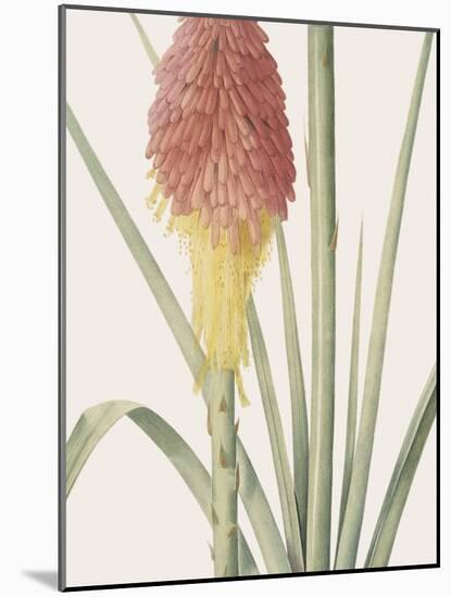 Tritoma Uvaria - Focus-Pierre Joseph Redoute-Mounted Giclee Print