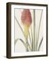 Tritoma Uvaria - Focus-Pierre Joseph Redoute-Framed Giclee Print