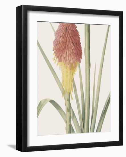 Tritoma Uvaria - Focus-Pierre Joseph Redoute-Framed Giclee Print