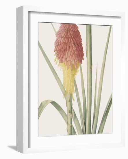 Tritoma Uvaria - Focus-Pierre Joseph Redoute-Framed Giclee Print