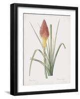 Tritoma Uvaria-Pierre Joseph Redoute-Framed Giclee Print