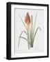 Tritoma Uvaria-Pierre Joseph Redoute-Framed Giclee Print