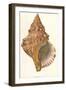 Triton Shell, 1871-null-Framed Giclee Print