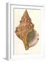 Triton Shell, 1871-null-Framed Giclee Print