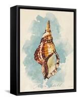 Triton Shell-Lanie Loreth-Framed Stretched Canvas