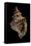 Tritonium Bufo-Paul Starosta-Framed Stretched Canvas