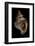 Tritonium Bufo-Paul Starosta-Framed Photographic Print