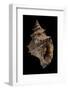 Tritonium Bufo-Paul Starosta-Framed Photographic Print