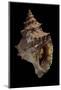 Tritonium Bufo-Paul Starosta-Mounted Photographic Print