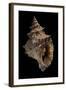 Tritonium Bufo-Paul Starosta-Framed Photographic Print