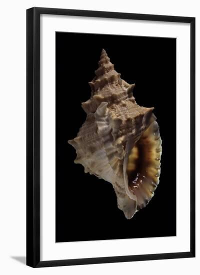 Tritonium Bufo-Paul Starosta-Framed Photographic Print