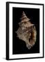 Tritonium Bufo-Paul Starosta-Framed Photographic Print