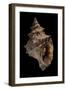 Tritonium Bufo-Paul Starosta-Framed Photographic Print