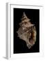 Tritonium Bufo-Paul Starosta-Framed Photographic Print