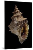 Tritonium Bufo-Paul Starosta-Mounted Photographic Print