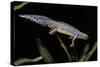 Triturus Alpestris (Alpine Newt)-Paul Starosta-Stretched Canvas